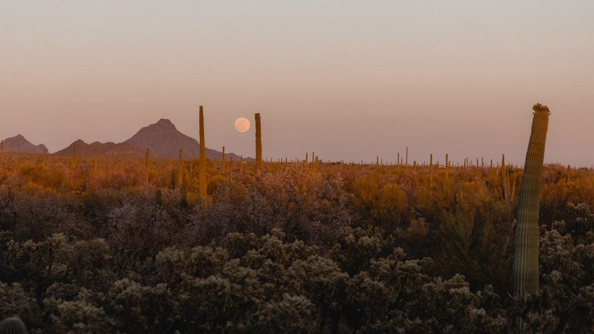 Mini Trees, 22 June | Event in Albuquerque | AllEvents