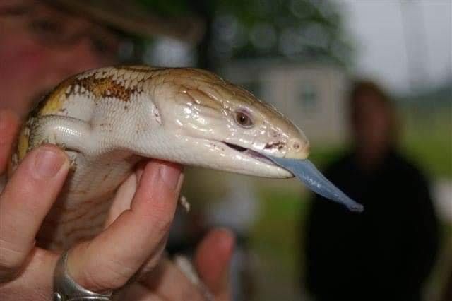 reptile expo st louis Show Me Reptile & Exotics Show (St.Louis) at Show me snakes, Bridgeton