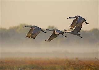 Crane Tour of January 10th, 2025, 10 January | Event in Lodi | AllEvents