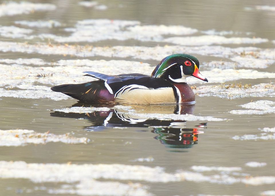 Member Program Backyard Bird Photography, DJ's Dugout Sports Bar (777