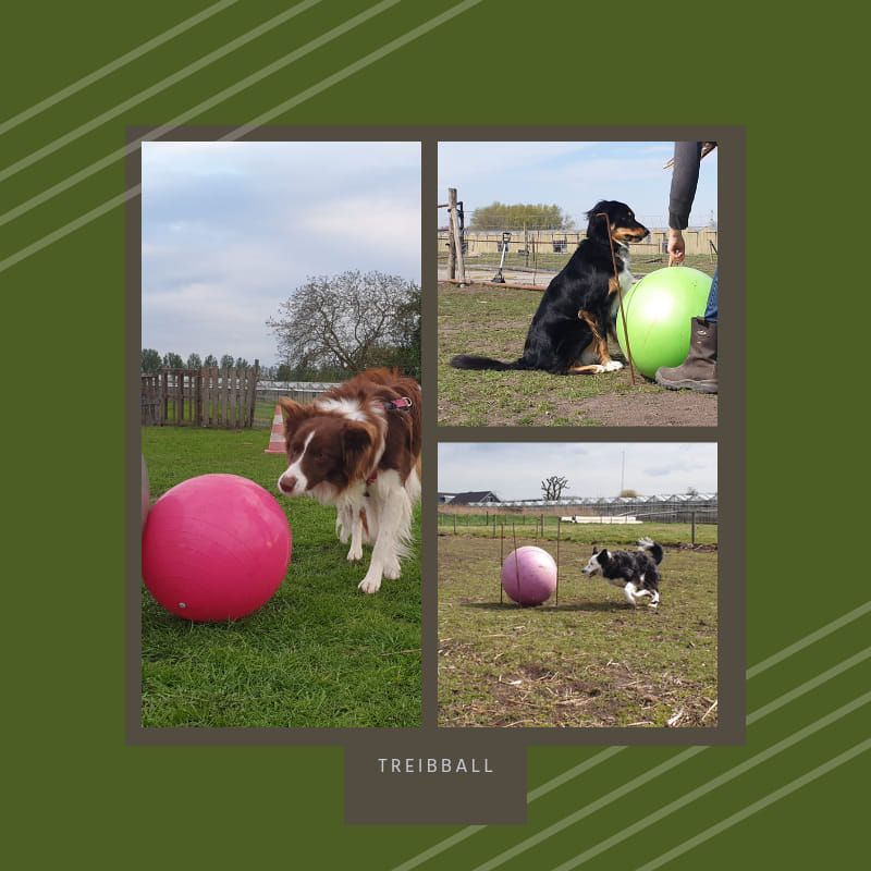 introductie treibball, Oud Gastel, Bergen Op Zoom, 20 May 2023