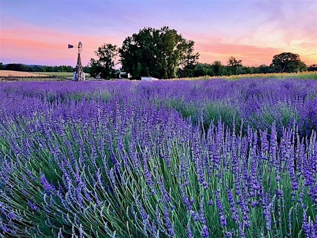 Lavender & Lilies Flower Festival 2026, 12 June | Event in Molena | AllEvents