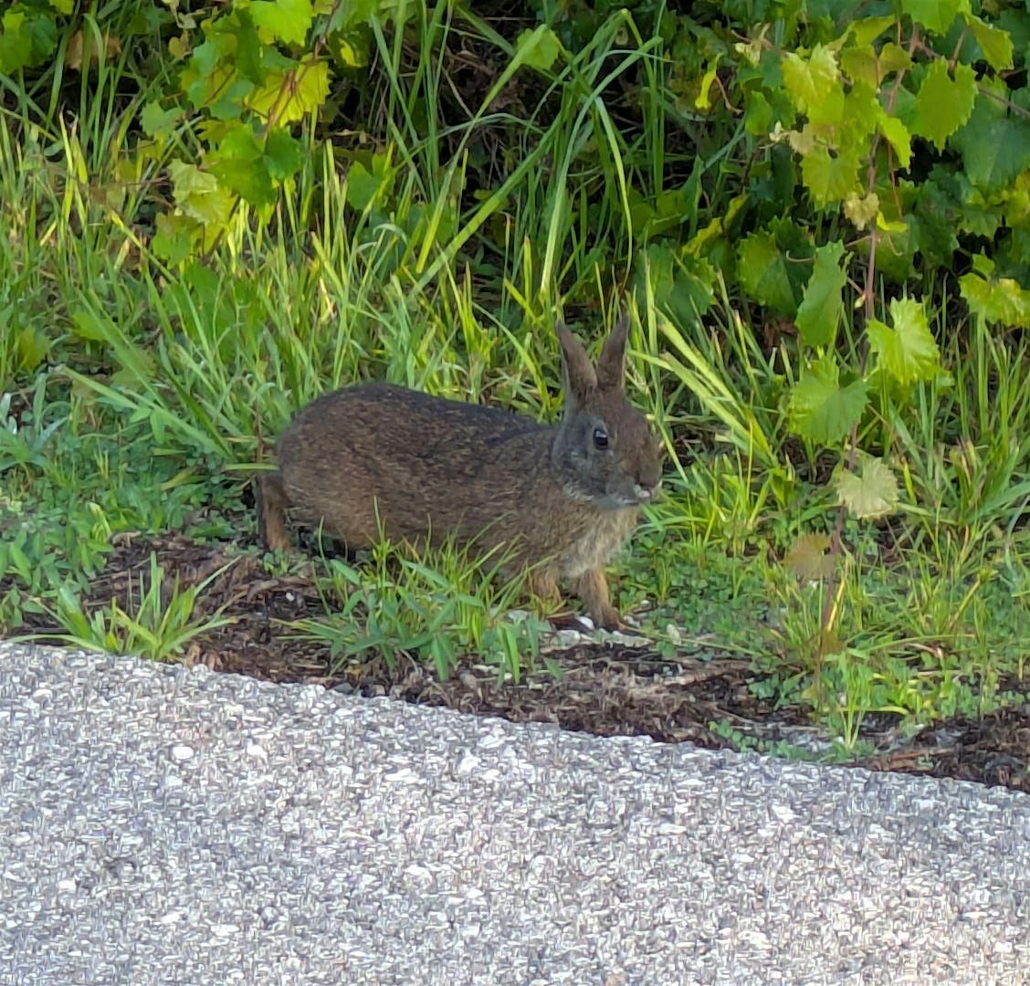 Nature Knowledge - Creating Landscapes that Nuture Nature