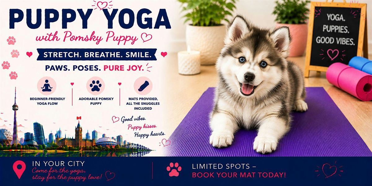 Pomsky Puppy Yoga in Hamilton/Stoney Creek