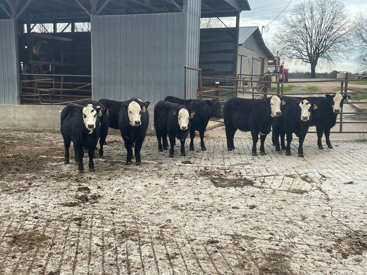 Lowcountry Cattlemen’s Meeting