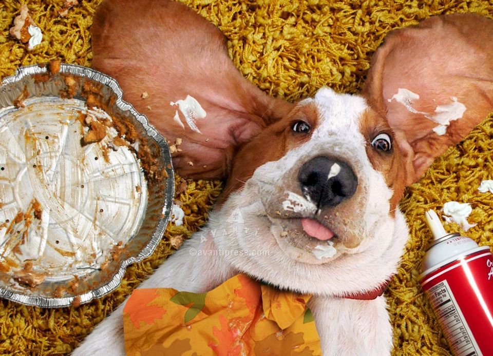 Thanksgiving Dinner for the Sedalia Animal Shelter pets, Advanced Pet