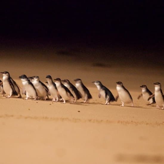 Phillip Island Penguin Parade Small Group Eco tour | Event in Melbourne | AllEvents