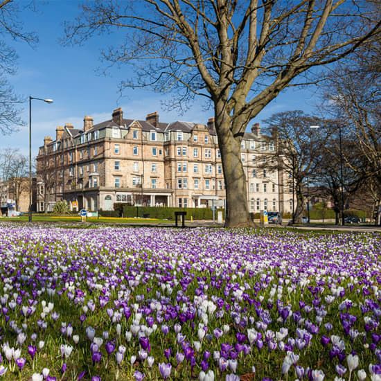 Mystery Picnic - Harrogate | Online Event | AllEvents