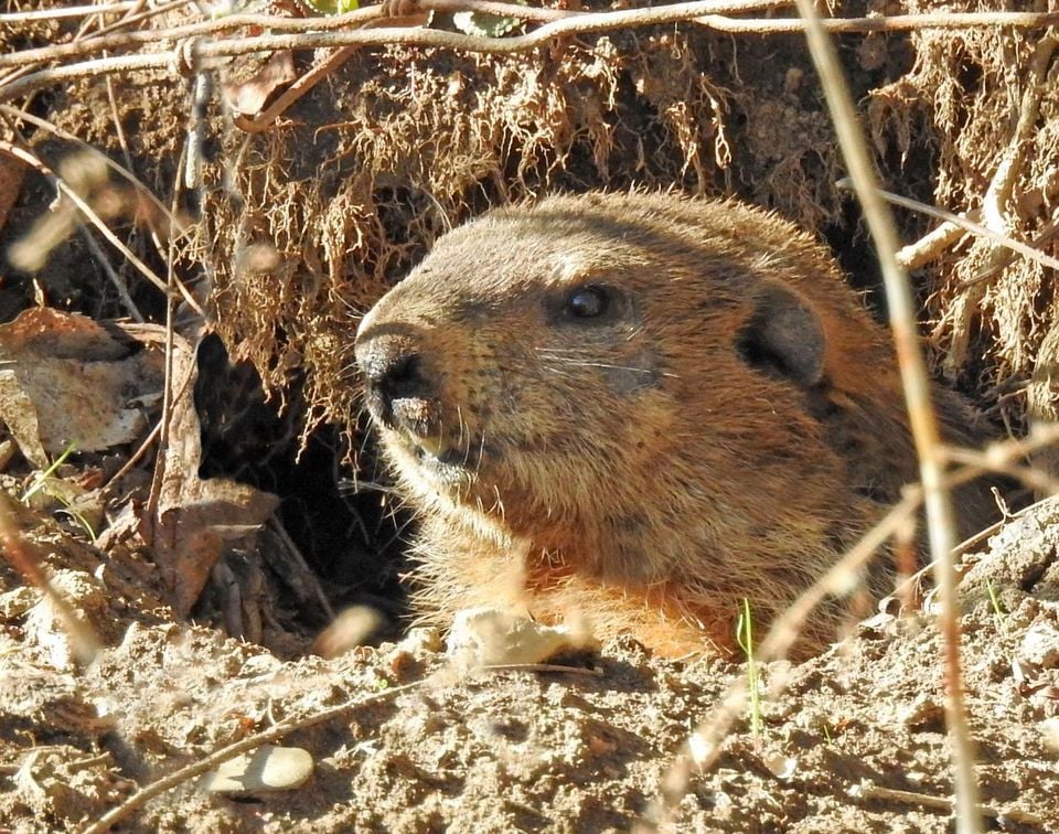 For Kids: Groundhog Day Blendon Woods Nature Center 4265 E Dublin