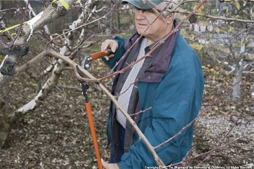 Winter Fruit Tree Care, 24 January | Event in Napa | AllEvents