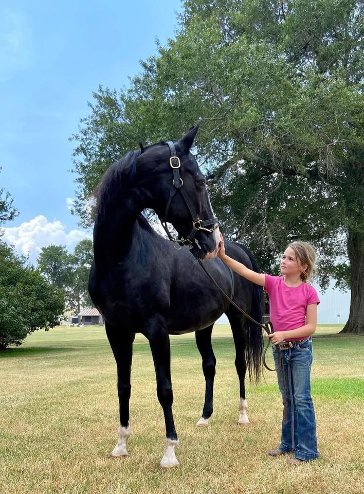 Yellowstone Summer Riding Camp 11880 FM 1774 Plantersville TX yellowstone-summer-riding-camp-11880-fm-1774-plantersville-tx