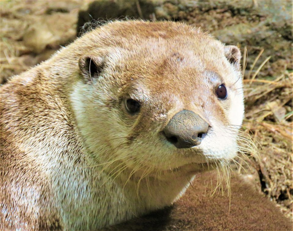 Trails Open for the 2023 Season!, Squam Lakes Natural Science Center