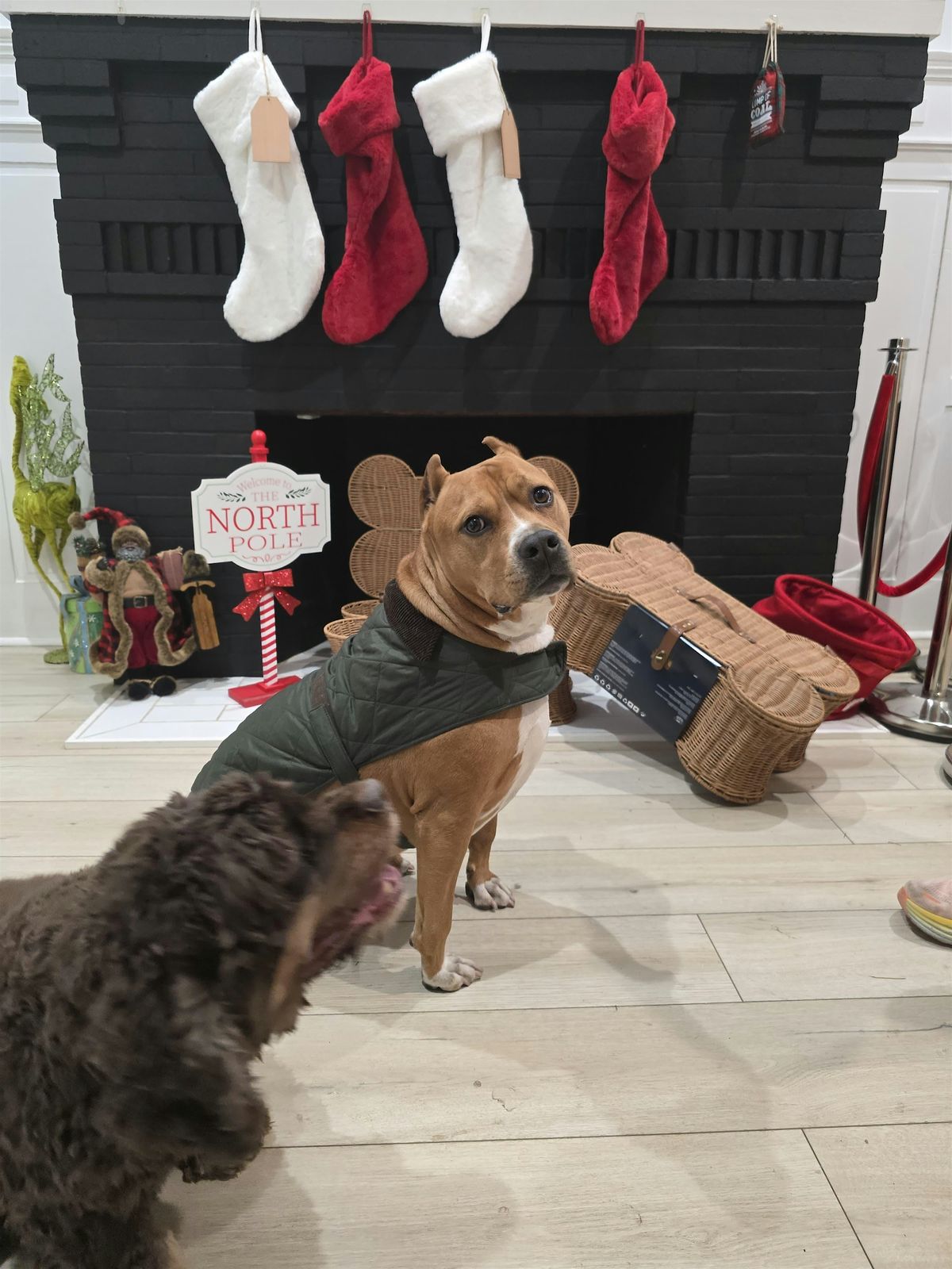 Paws &  Claus Holiday Pet Photoshoot, 7 December | Event in Baltimore | AllEvents
