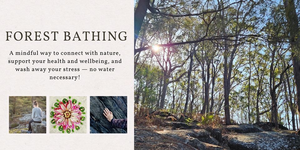 Forest bathing experience - Toohey Forest, Brisbane, Toohey Forest ...