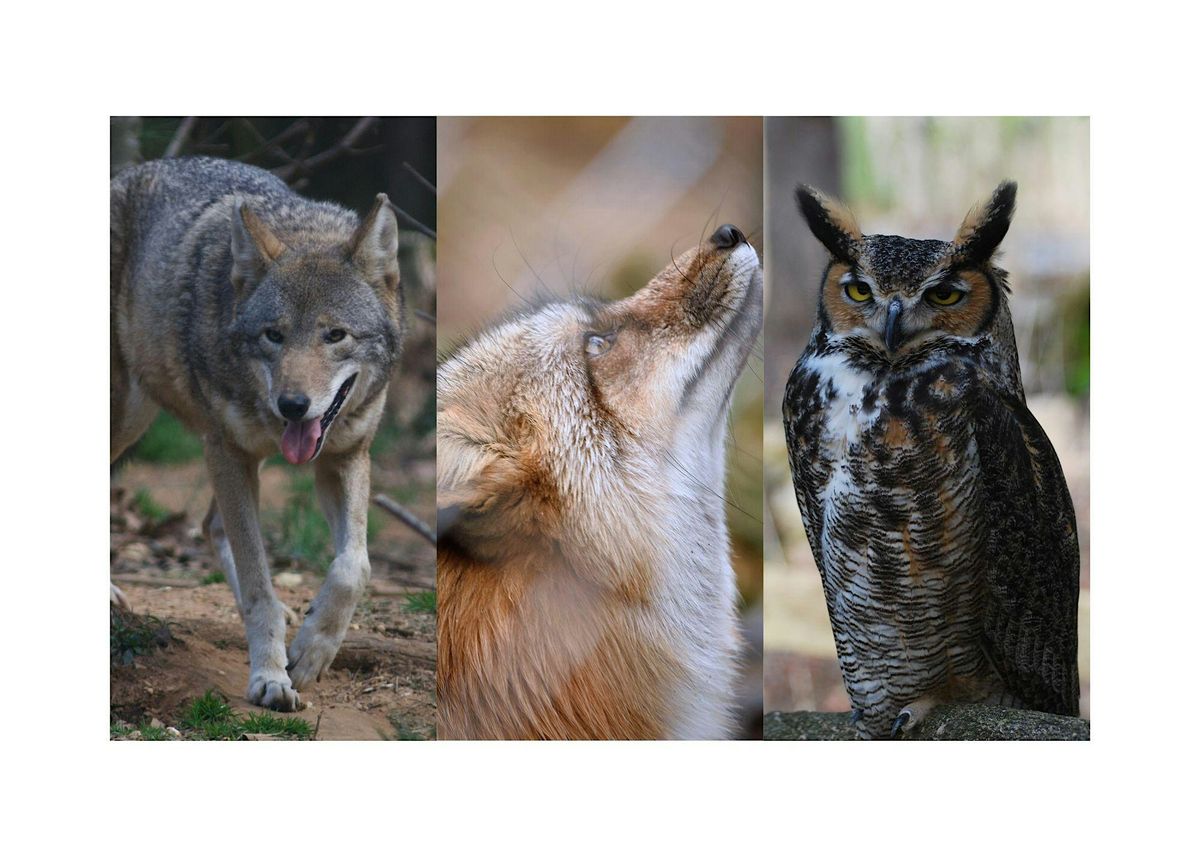 Wild Wonders: A Close Encounter with Native Animals | Event in Chattanooga | AllEvents