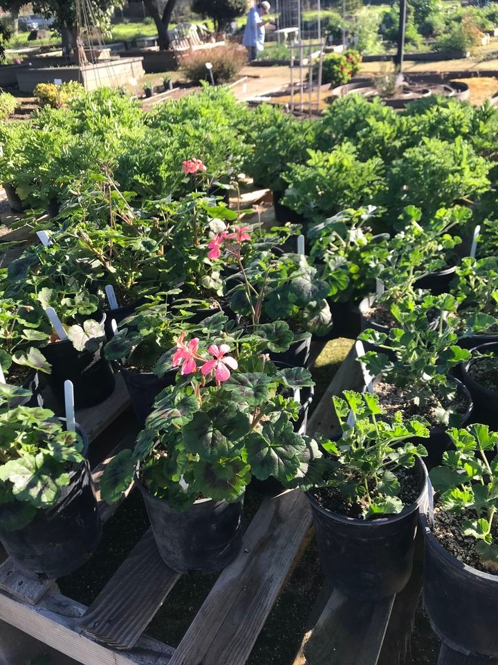 Fresno Master Gardeners Spring Plant Sale, 907 E Pico Ave, Fresno