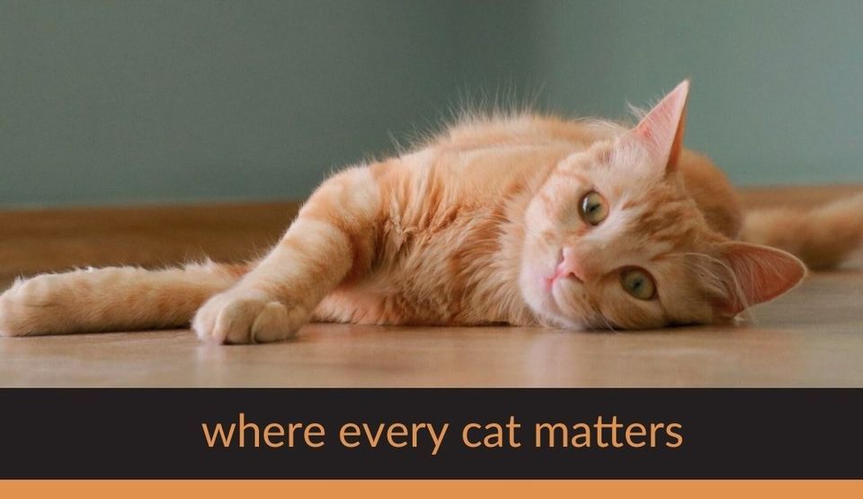 Lowedges Community Festival Greenhill Park Sheffield August 14 22 Allevents In Lowedges Community Festival Greenhill Park Sheffield August 14 22 Allevents In