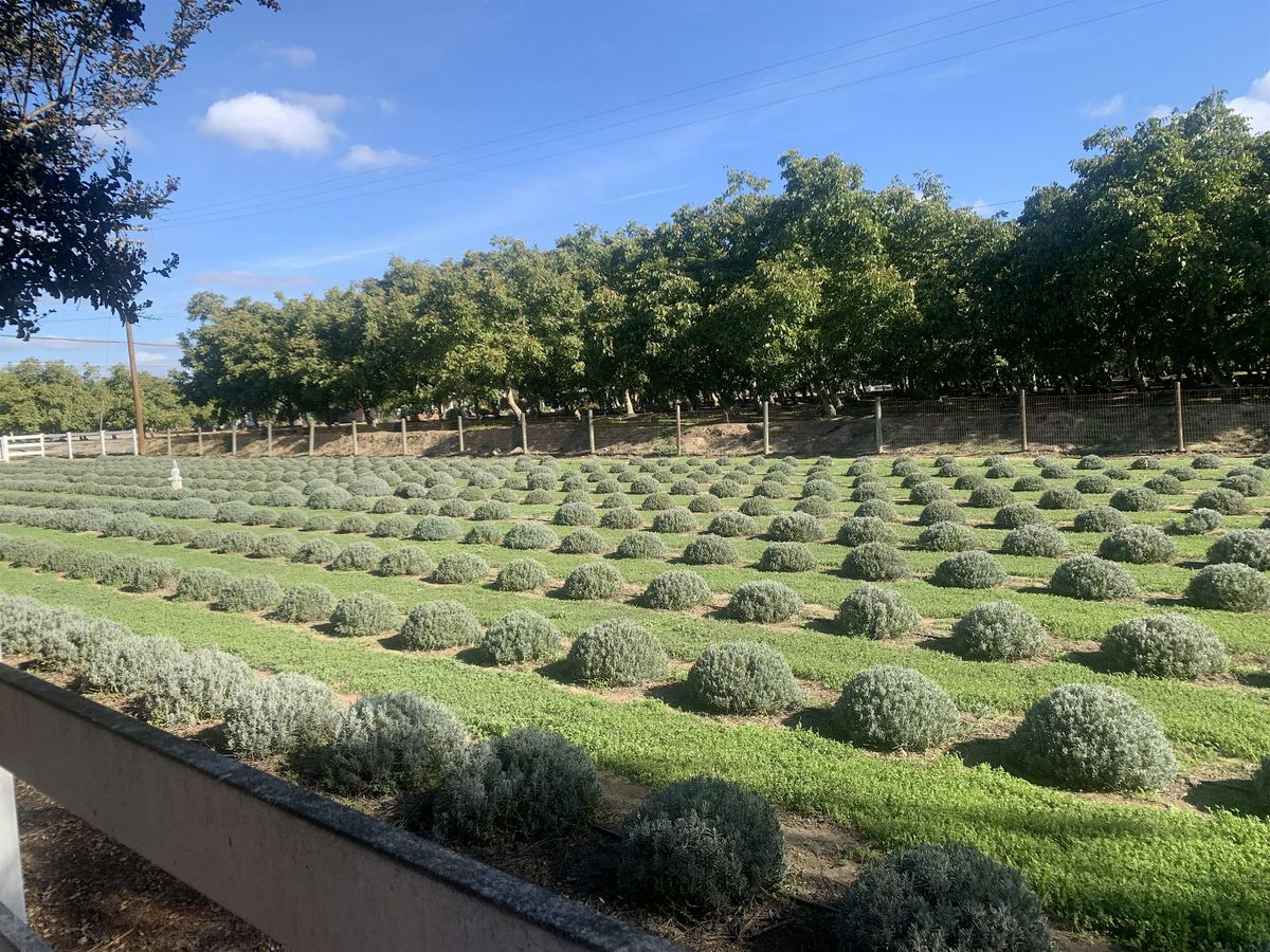 Lavender Farm Yoga with MandyOnTheMat, 6 December | Event in Modesto | AllEvents