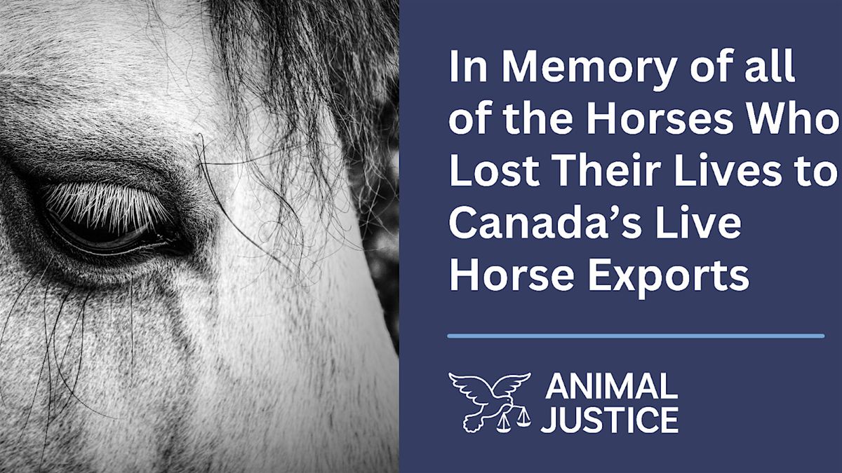 Candle Light Vigil for the Horses Lost to Live Exports, 16 December | Event in Edmonton | AllEvents