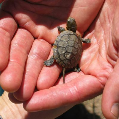 RCD of the Santa Monica Mountains logo
