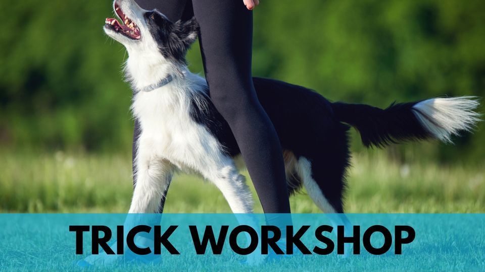 Trick Sit Happens Dog Training, Lafayette, January 10 2023 AllEvents.in