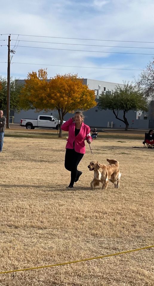 Dog Conformation Class all Breeds 25038 N 195th Ave Surprise AZ dog-conformation-class-all-breeds-25038-n-195th-ave-surprise-az