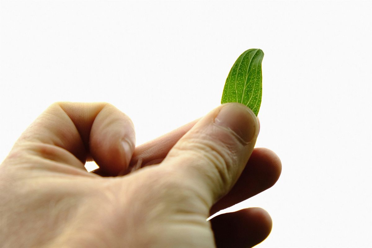 NWT Sweet Briar Marshes: Foray into  folklore (25 March), 25 March | Event in Norwich | AllEvents