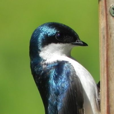 Leopold's Preserve