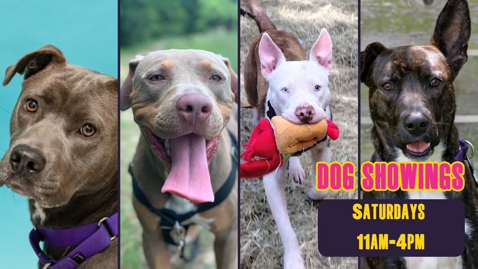 Weekly Dog Showings! , Friends For Life Animal Shelter, Houston