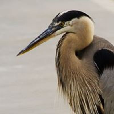 Heron Haven