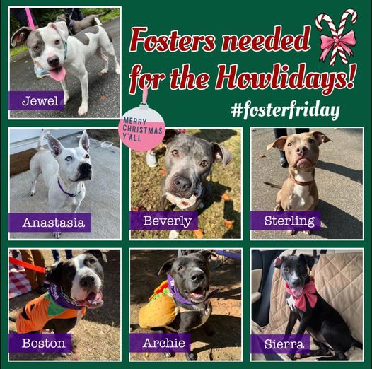 Wags & Wiggles Pet Adoption/Giving Tree, Top Dogs Pet Boutique in