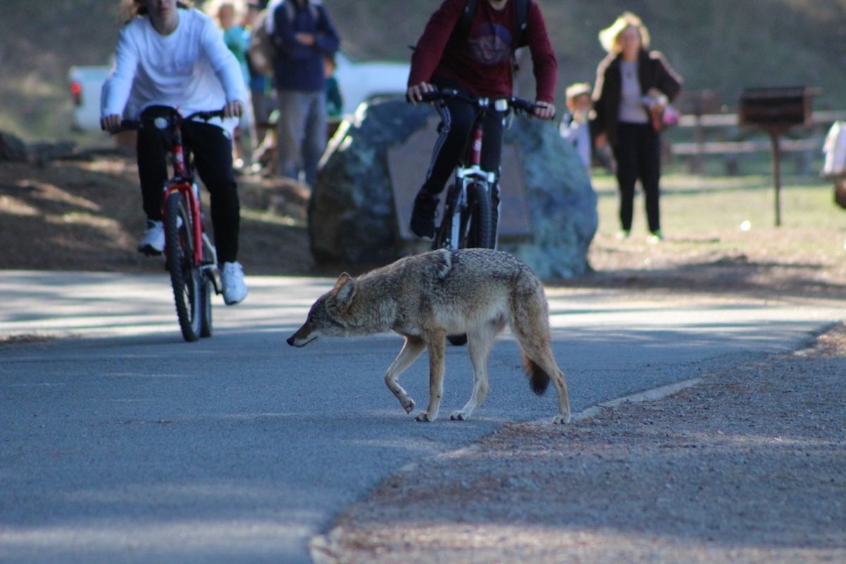 Coyote Island (21+) | Event in Morro Bay | AllEvents