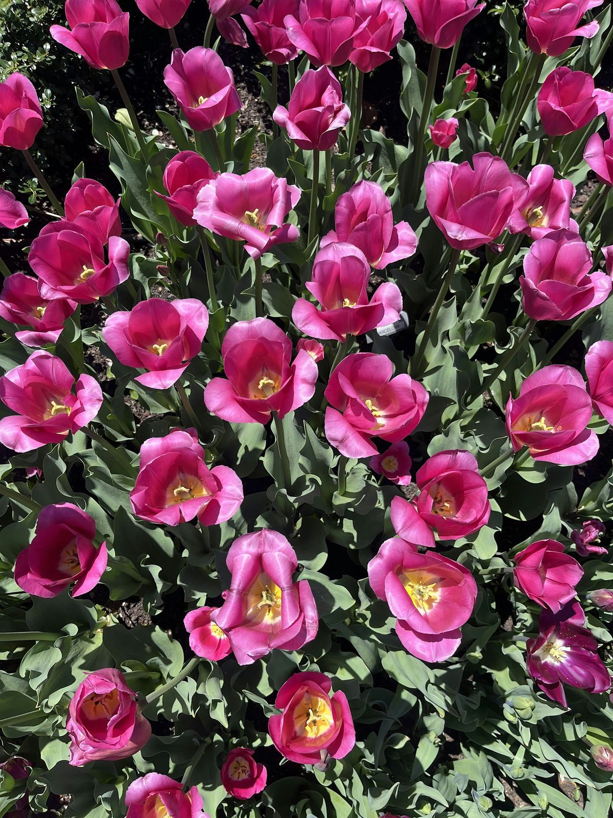 Lymphatic Drainage + Cell Turnover Workshop | Event in Charlotte | AllEvents