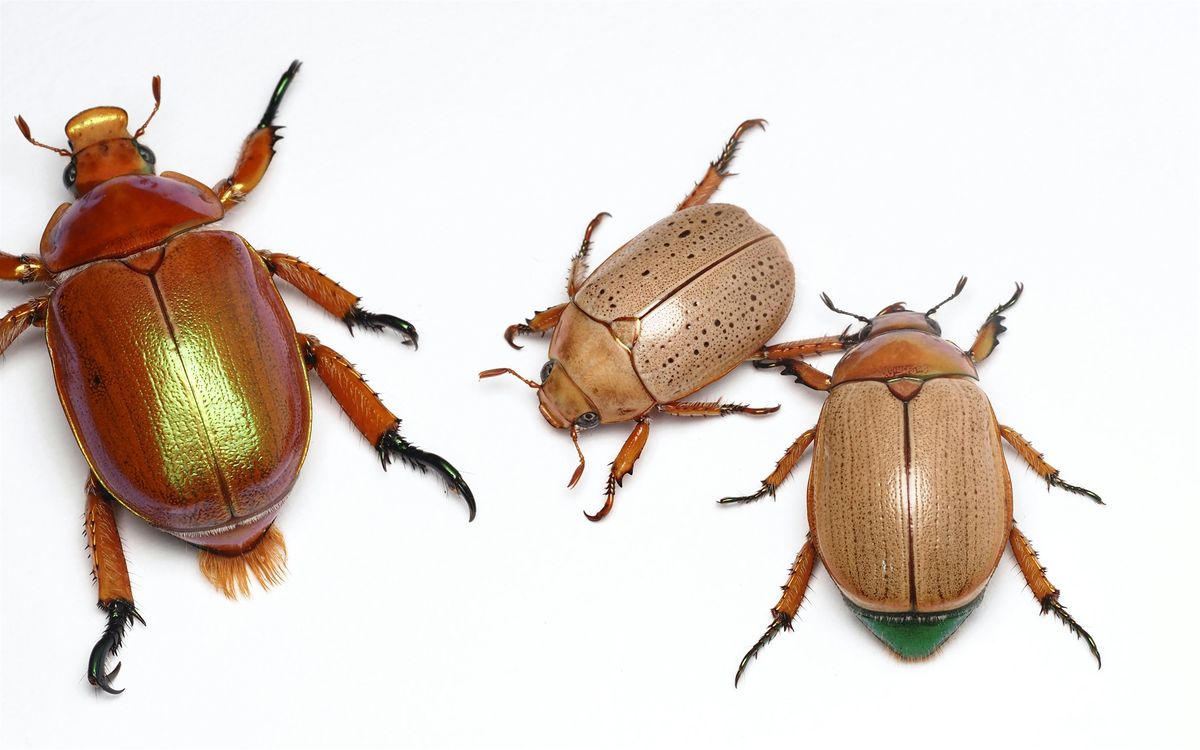Christmas Beetle Workshop: A Children’s Workshop, 6 December | Event in Camperdown | AllEvents