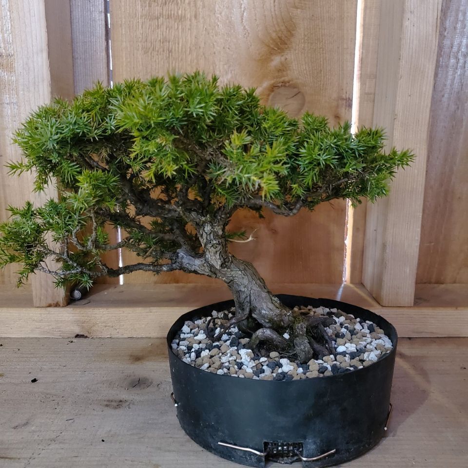 Beginner Bonsai Class, Azusa Garden Centre, Burlington, March 16 2024