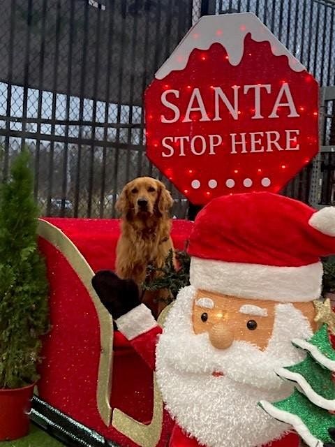 Read to Chewie the Therapy Dog, 2 December | Event in Colchester | AllEvents