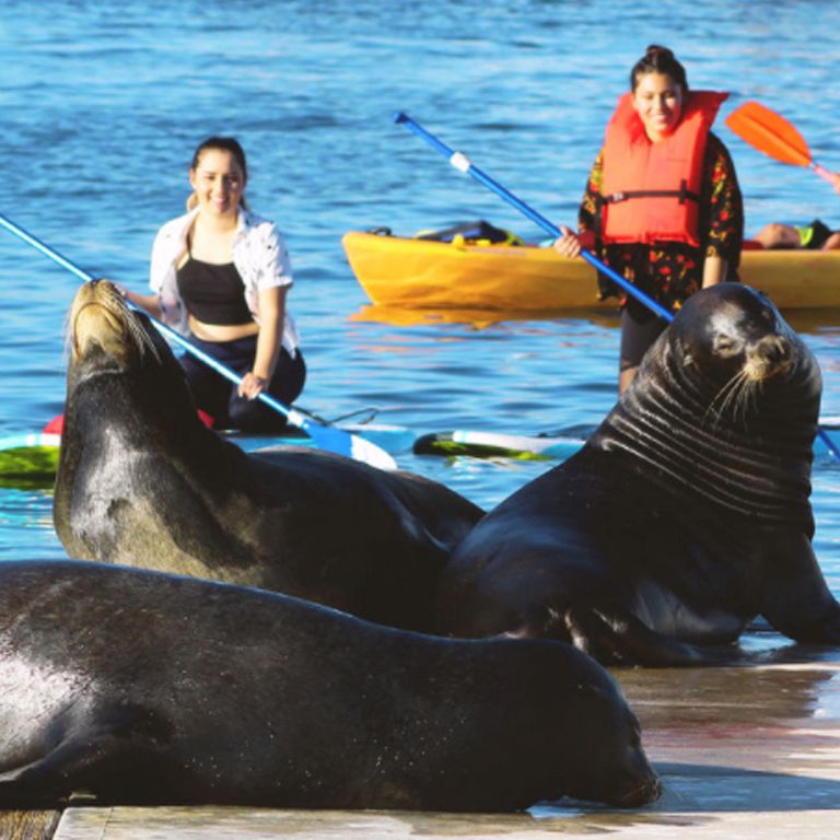 Paddleboarding or Kayaking with Sea Lions in the Marina, Meeting spot