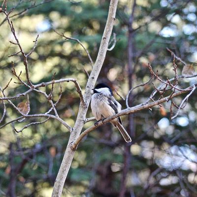 The Path Less Taken Outdoor Experiences & Environmental Education logo