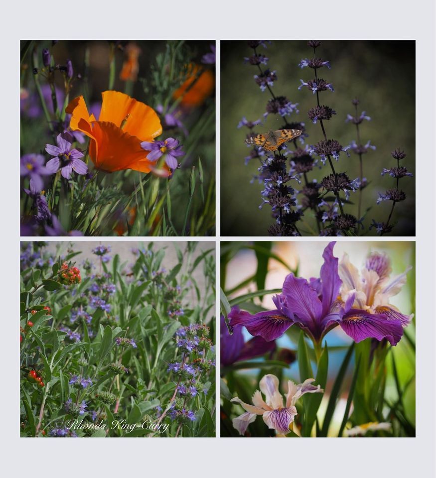 California Native Flowers for 95014 Cupertino, Cupertino Library