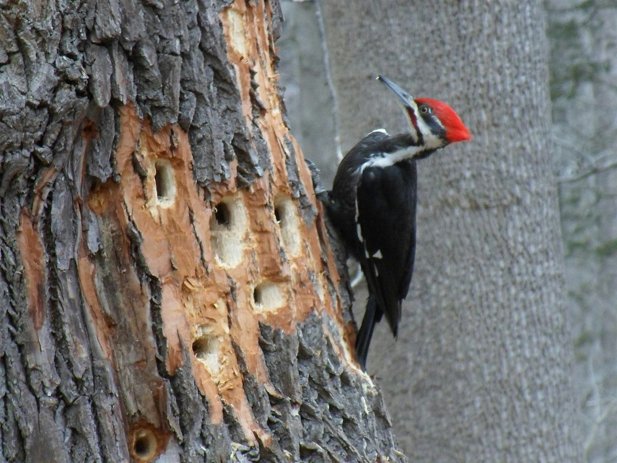 NJ Audubon: Youth Birding Hike, 3 January | Event in Bernardsville | AllEvents