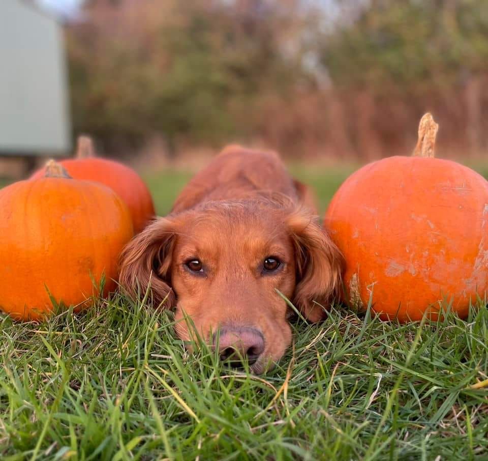 Silver UK Sniffer Dog Course, Contented Canine Secure Fields