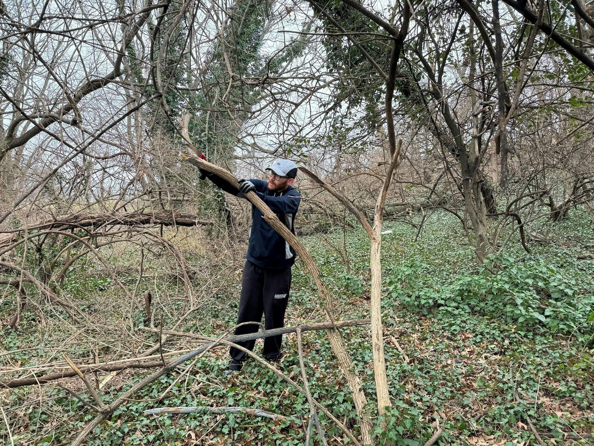 Vegetation Removal South of Four Mile Run, 24 January | Event in Alexandria | AllEvents