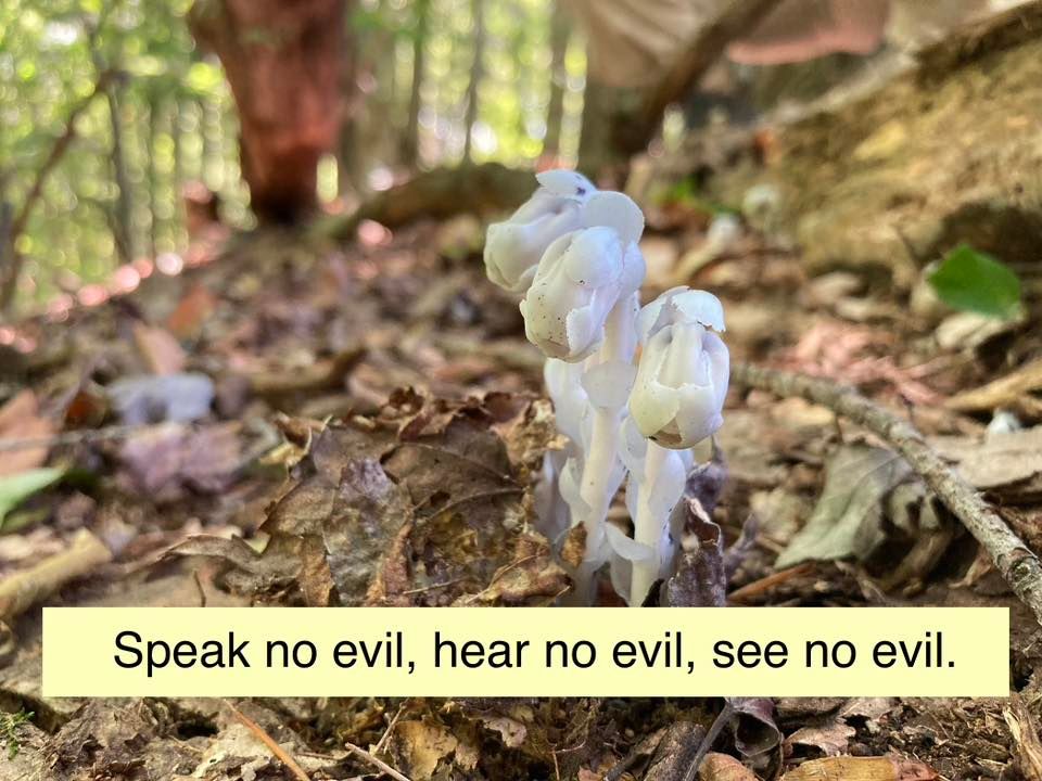 Cultivating Cognitive Agility with Our Plant & Tree Allies, Hawk Circle ...