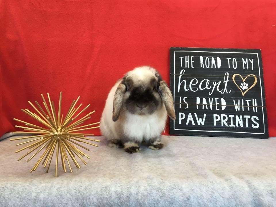 Appleton Adoption Event, The Dog House, Appleton, 5 August 2023