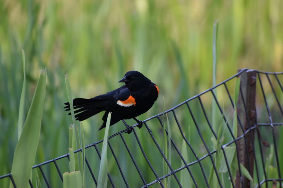 Parking Lady Blackbird, 24 March | Event in Los Angeles | AllEvents
