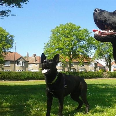 Doggy Adventures Ltd logo