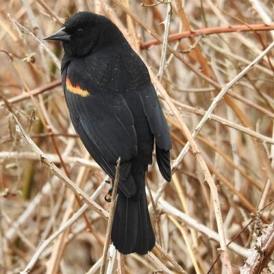 Lower Coquitlam River Nature Association. logo