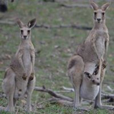 Goomeri Caravan and Bush Camp