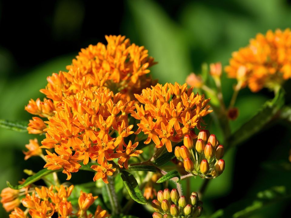 Gardening With Native Plants, 3998 Van Atta Rd, Okemos, MI, United