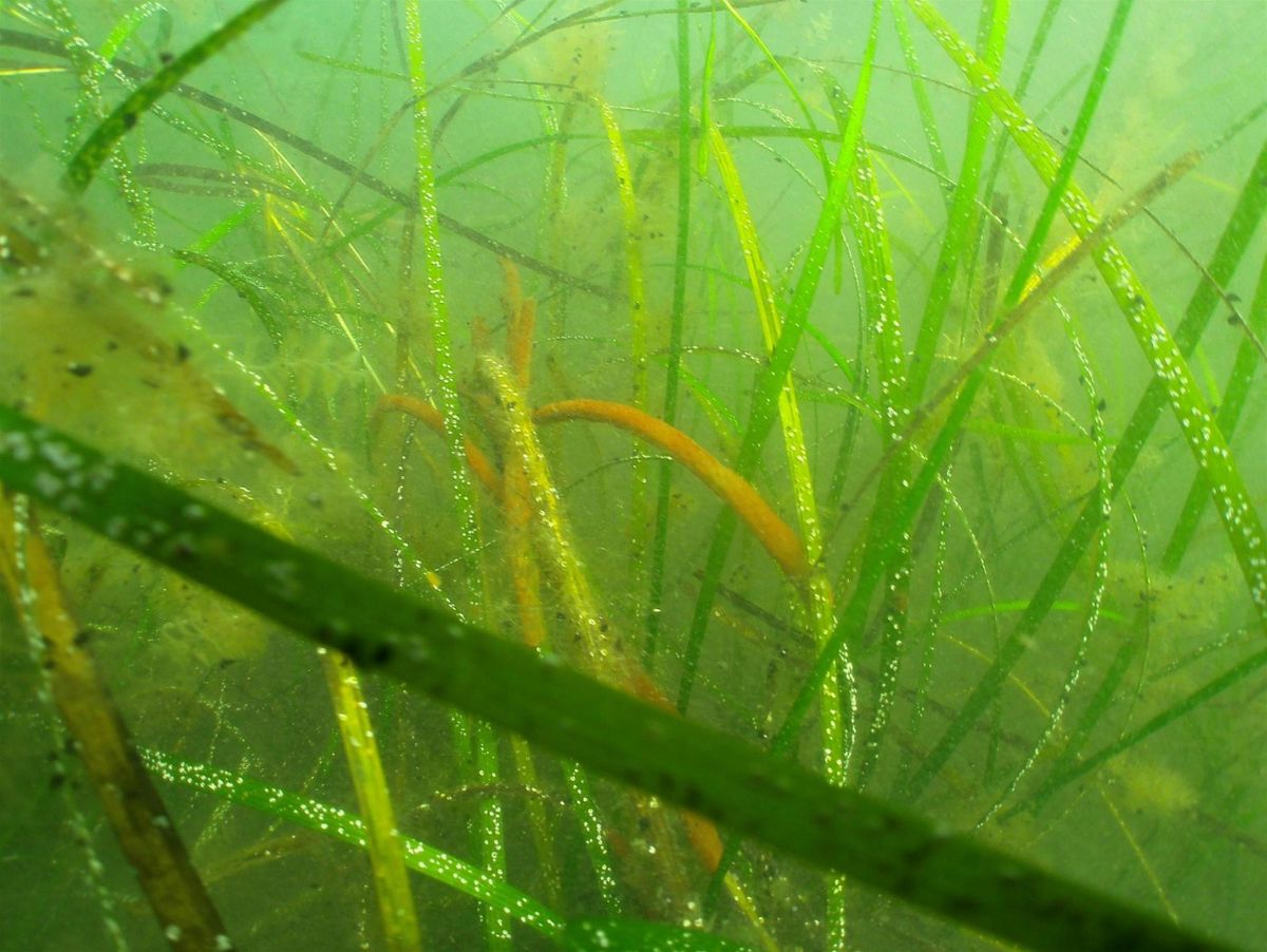 Building the Resilience of Eelgrass Meadows from North Carolina to Maine, 14 January | Event in Duxbury | AllEvents